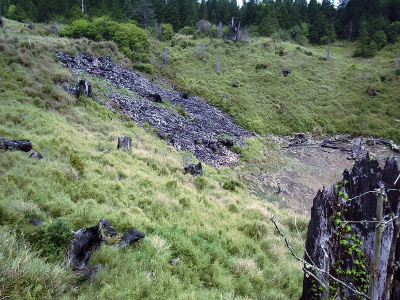 木で蘭を育てる